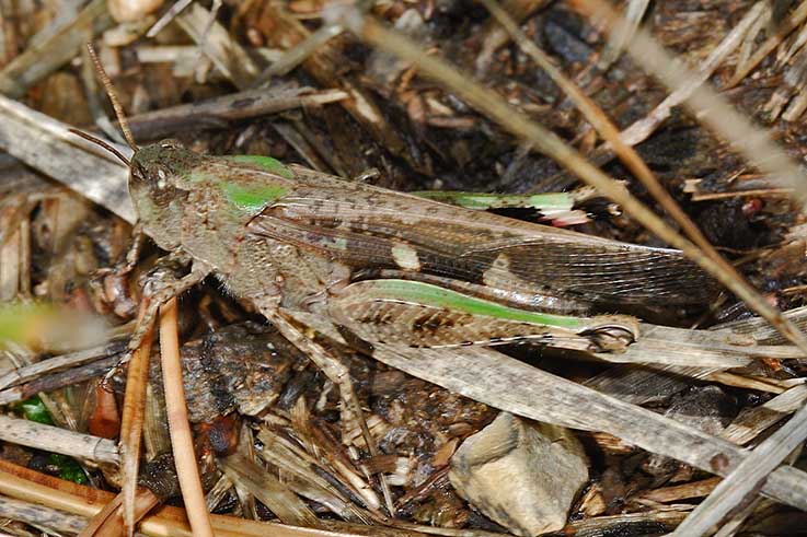 Aiolopus strepens (Acrididae)